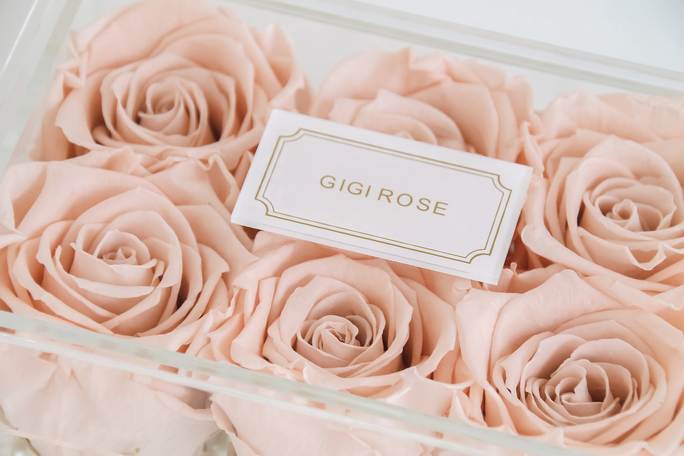Shop Gigi Rose